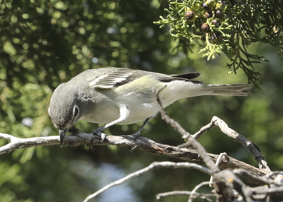 Plumbeous Vireo - ML69466911