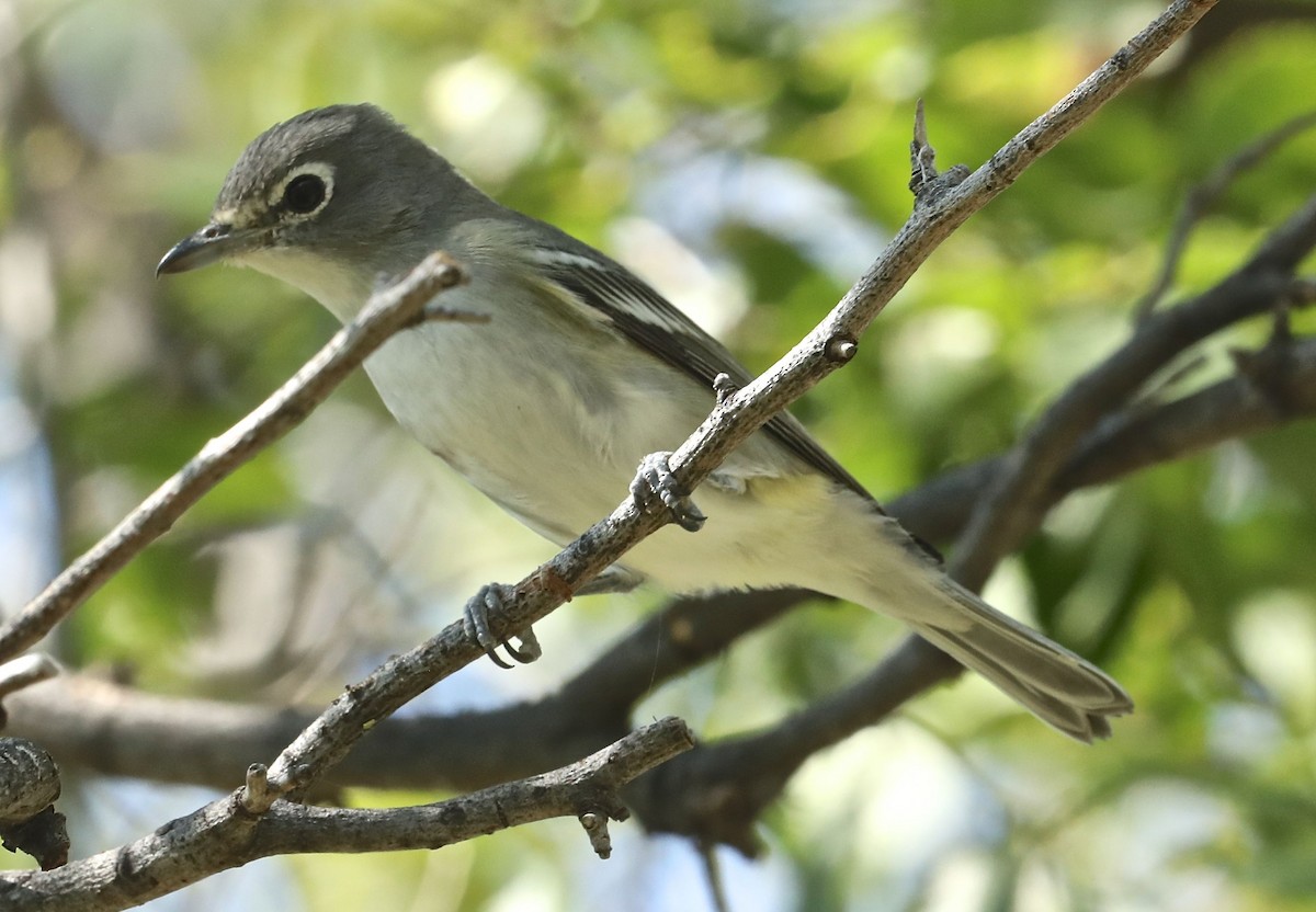 Plumbeous Vireo - ML69466961