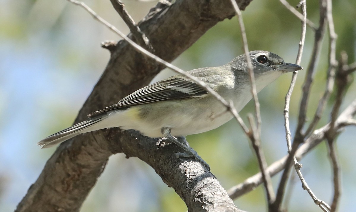 Plumbeous Vireo - ML69466981