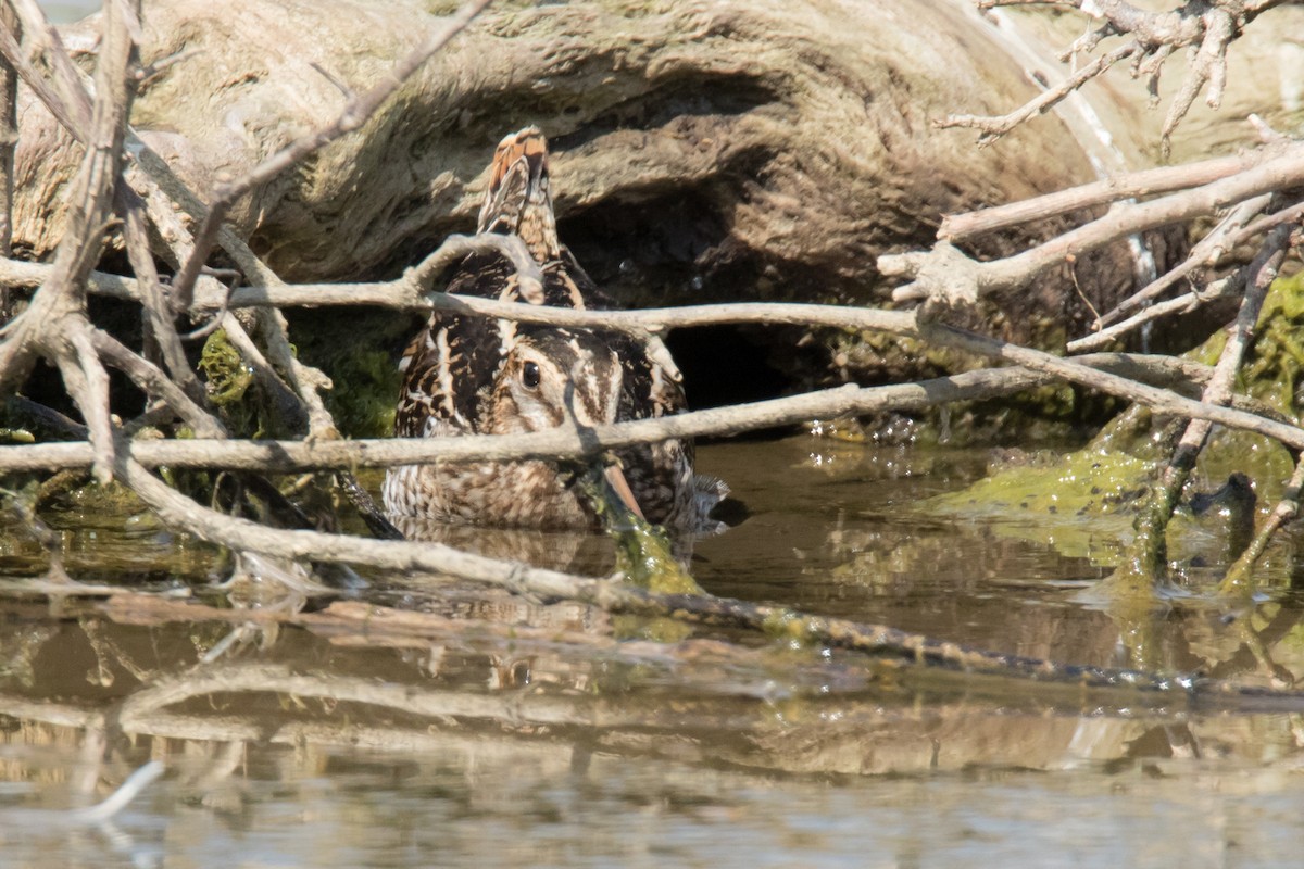 Wilson's Snipe - ML69467421