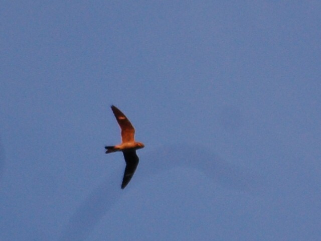 Common Nighthawk - Kate McConnell