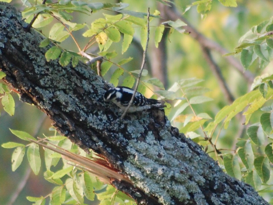 Downy Woodpecker - ML69468981