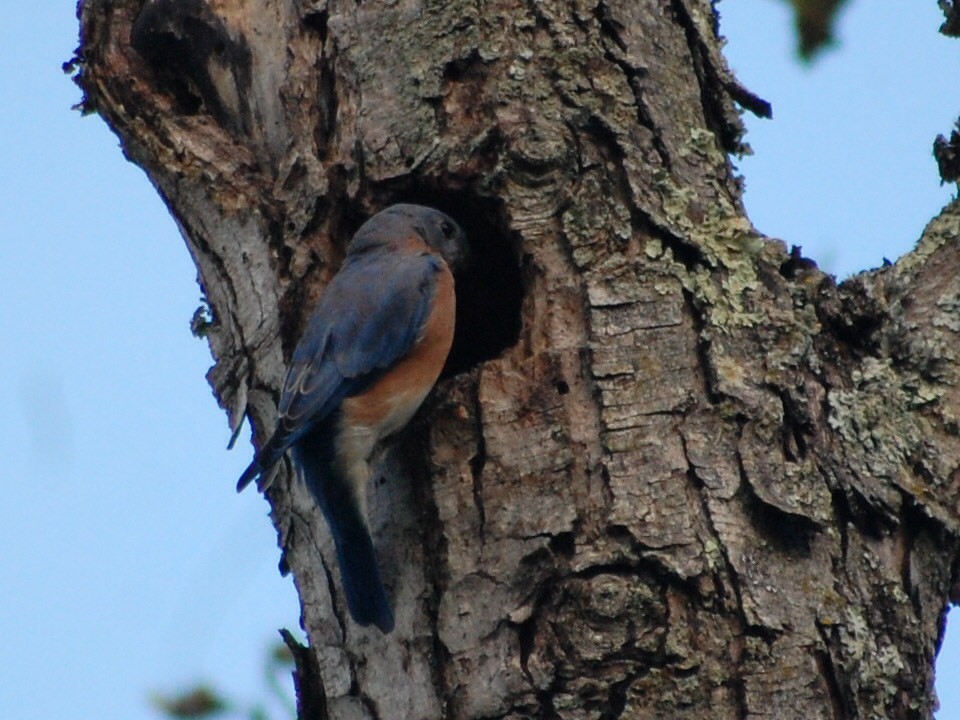 Eastern Bluebird - Kate McConnell