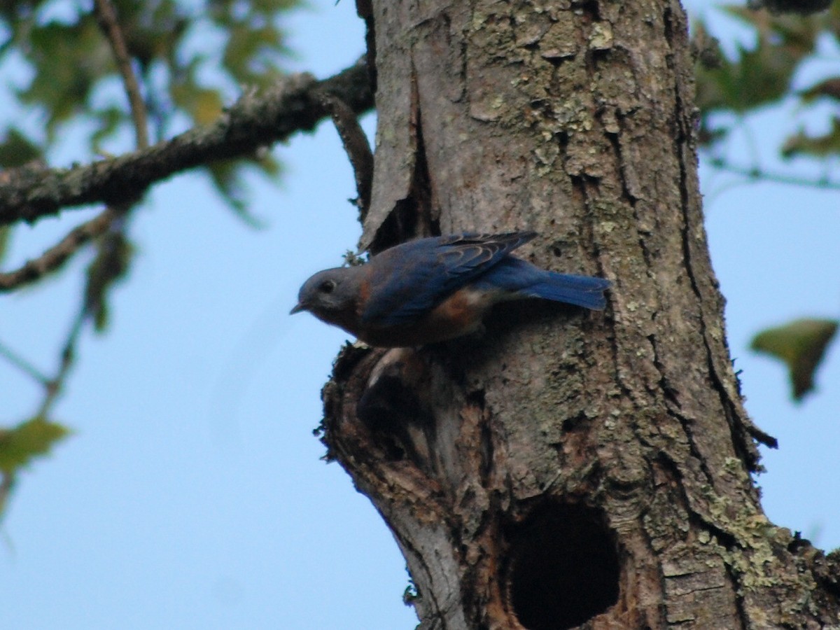 Eastern Bluebird - Kate McConnell