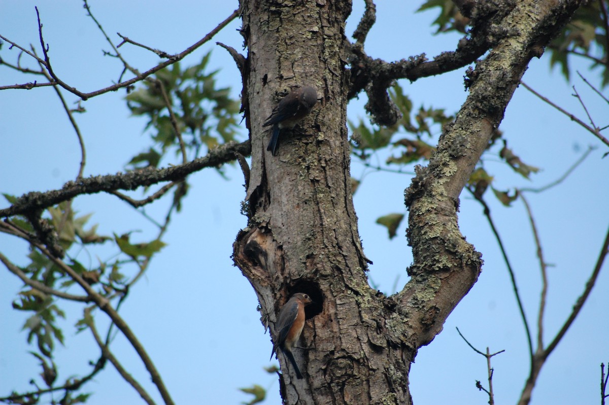 Eastern Bluebird - Kate McConnell