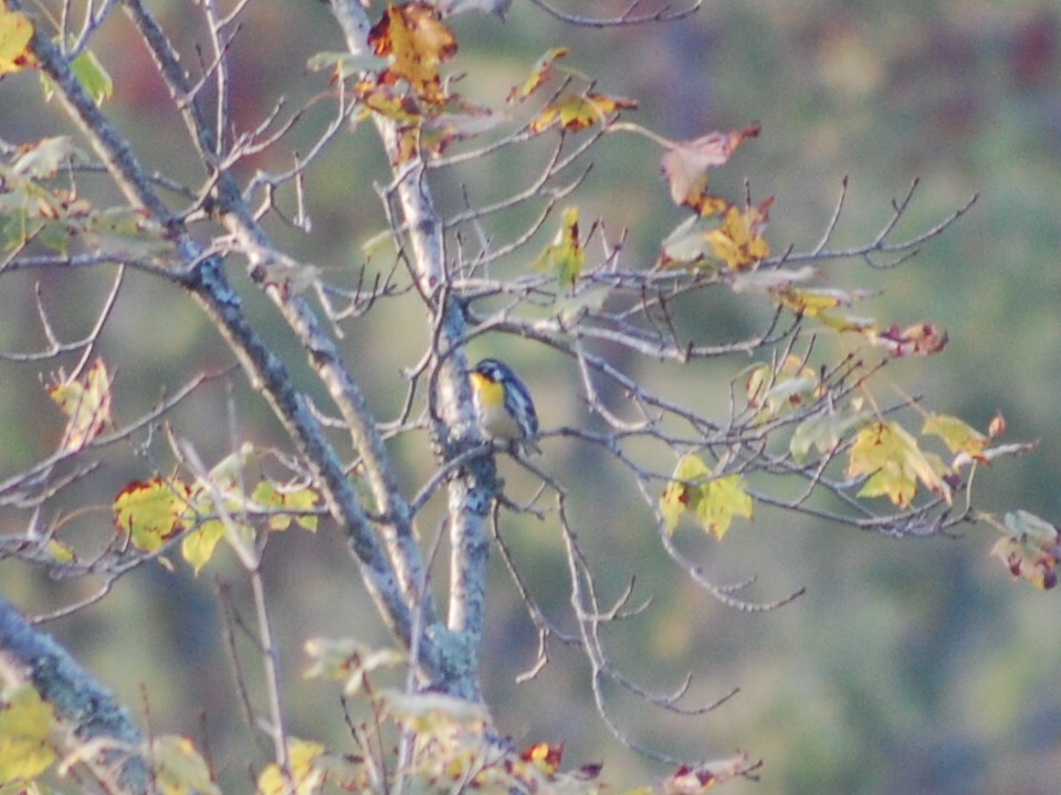 Yellow-throated Warbler - Kate McConnell