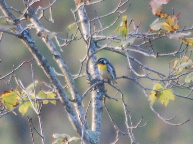 Yellow-throated Warbler - Kate McConnell