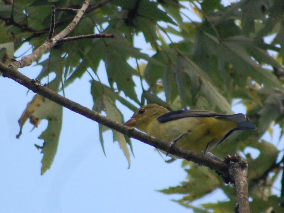 Scarlet Tanager - Kate McConnell