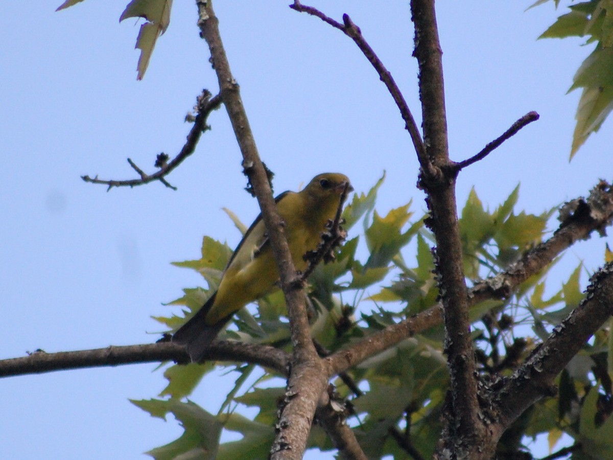 Scarlet Tanager - Kate McConnell