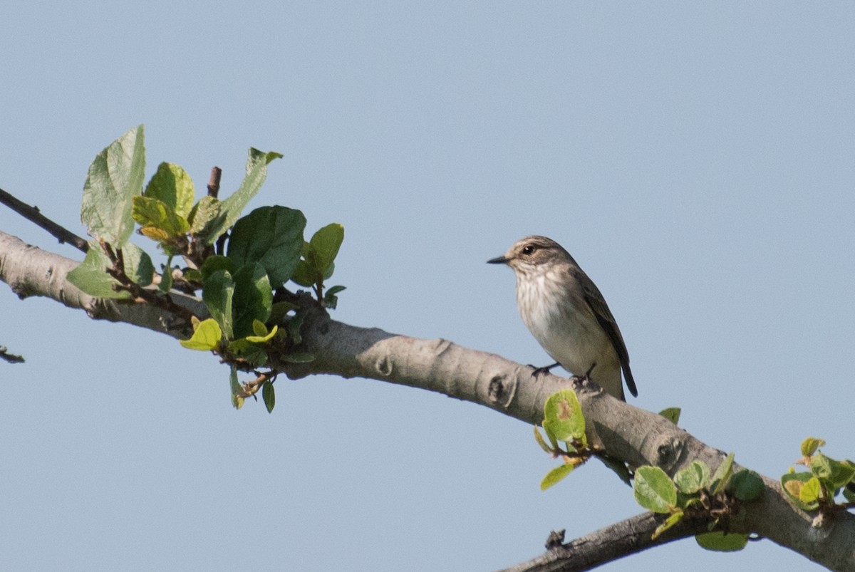 Spotted Flycatcher - ML69469541