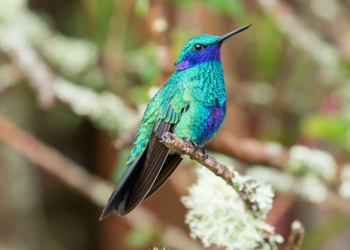 Sparkling Violetear - Patrick Van Thull