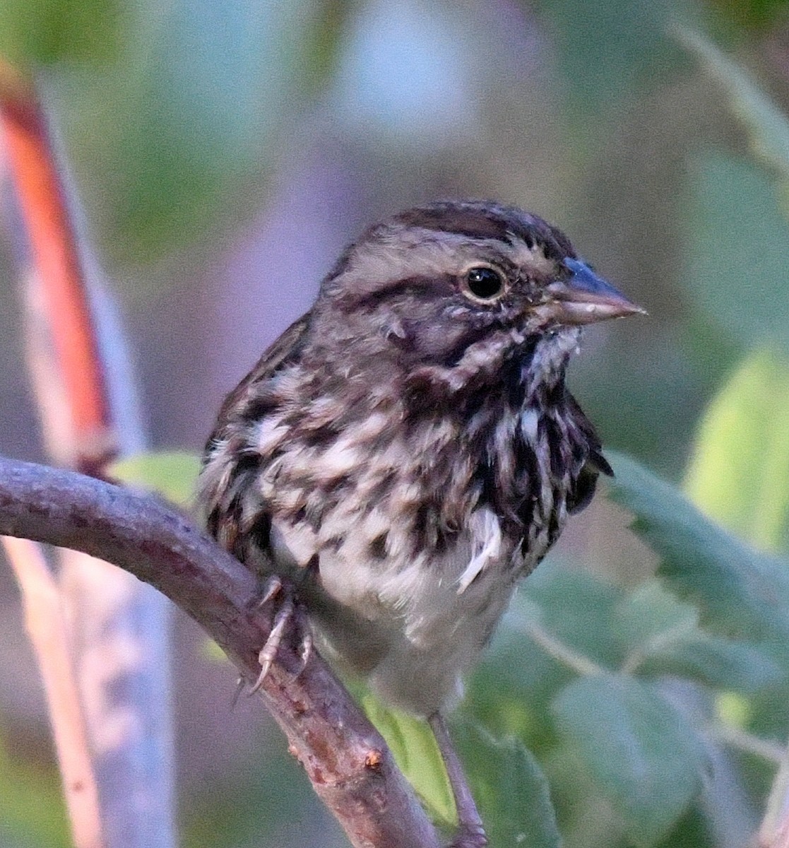 Song Sparrow - ML69469901