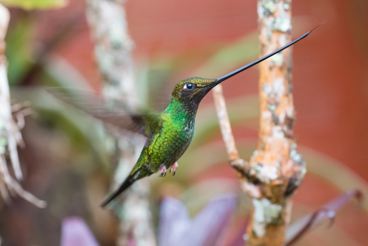 Sword-billed Hummingbird - Patrick Van Thull