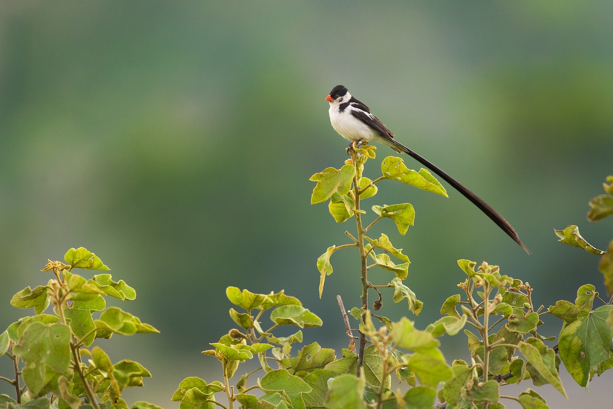 Pin-tailed Whydah - ML69470051