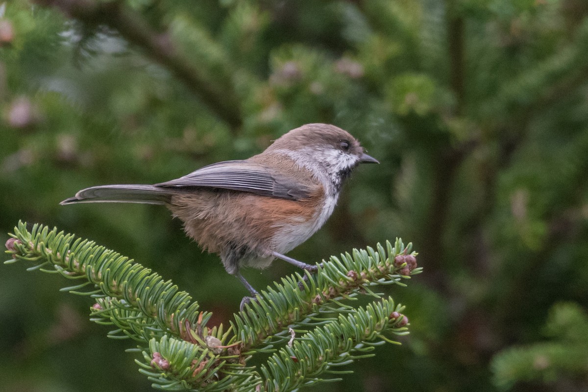 Boreal Chickadee - Jason Dain