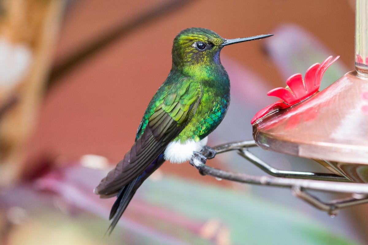 Glowing Puffleg - ML69470321