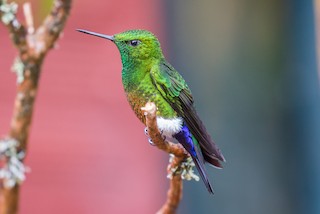 Coppery-bellied Puffleg