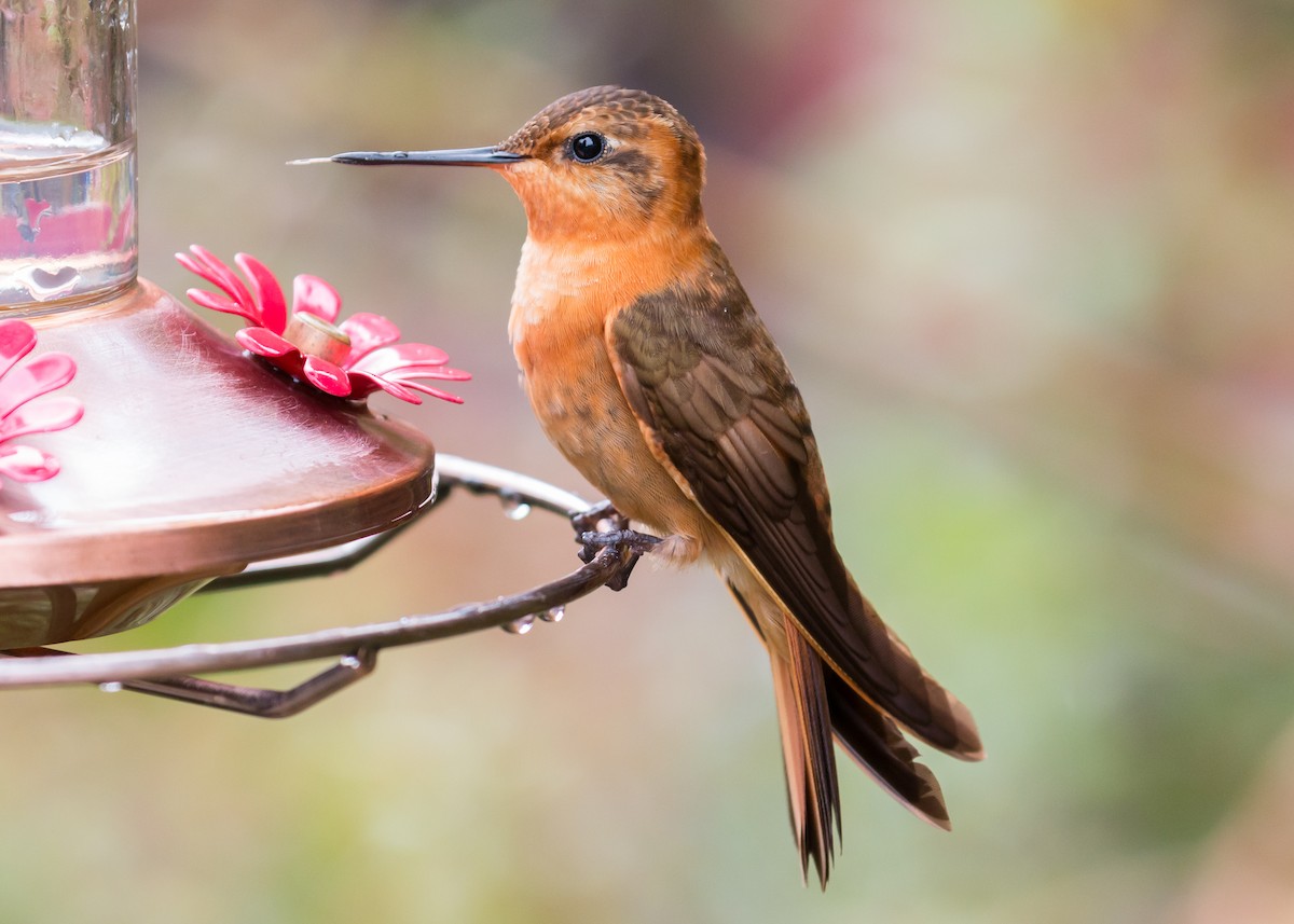 kolibřík duhovohřbetý - ML69470611