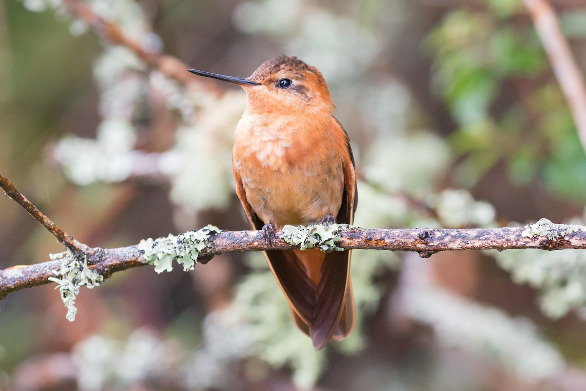 Rostkolibri - ML69470761