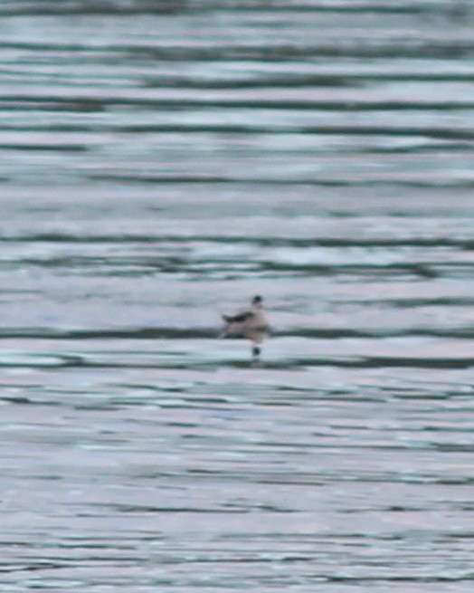 Red-necked Phalarope - ML69470871