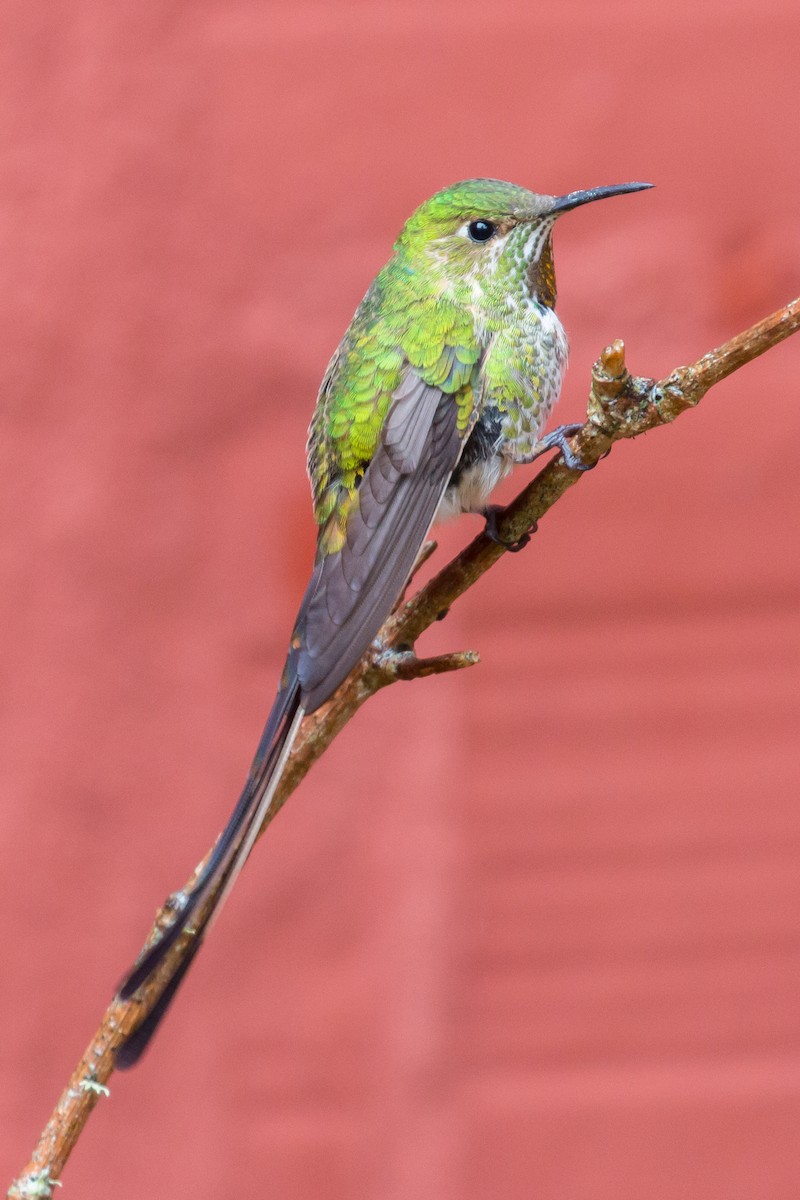 Black-tailed Trainbearer - Patrick Van Thull