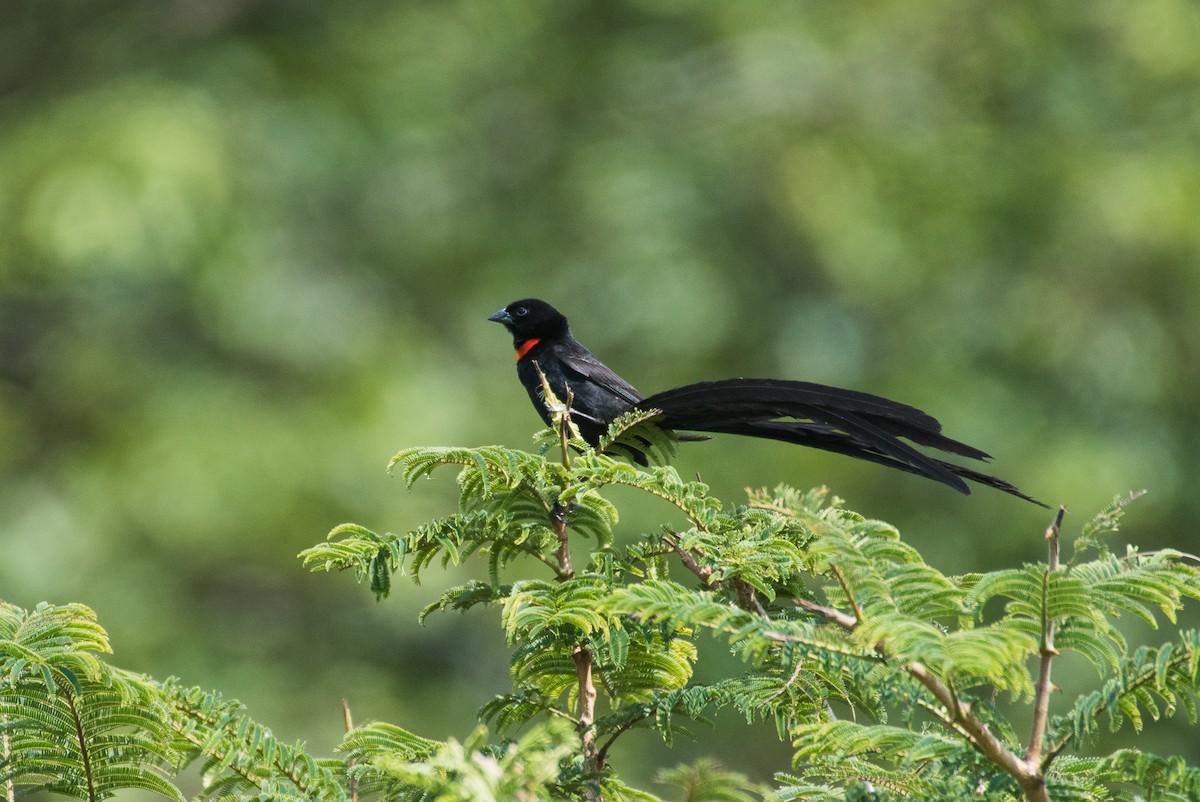 Red-collared Widowbird - ML69471351