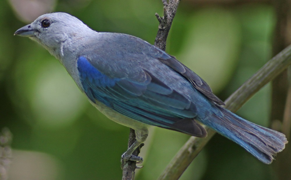 Blue-gray Tanager - Corey Finger