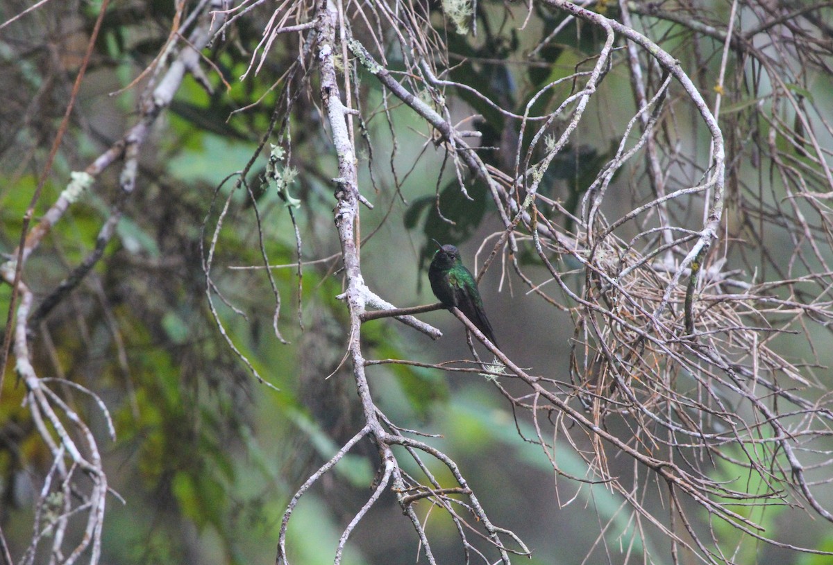 kolibřík haitský - ML69472601