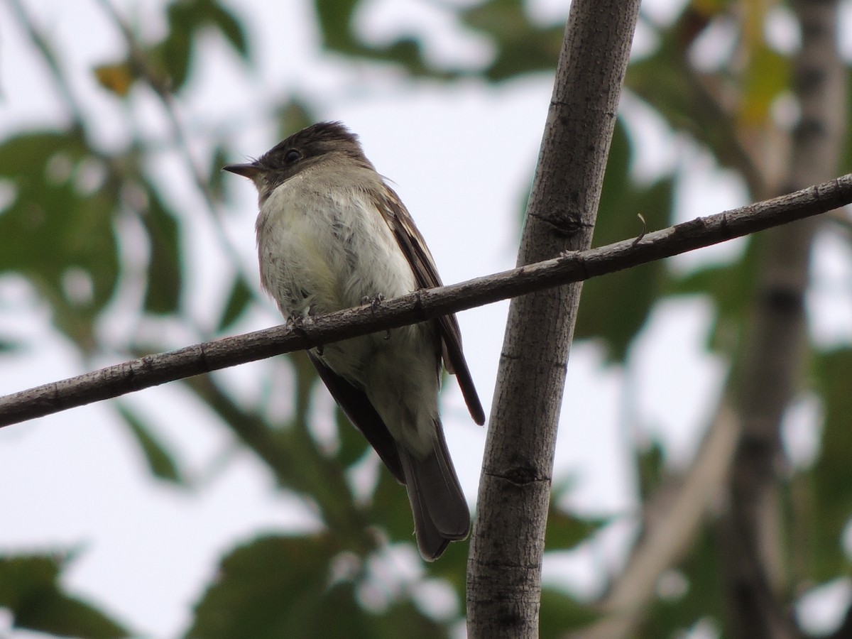 Eastern Wood-Pewee - ML69476241