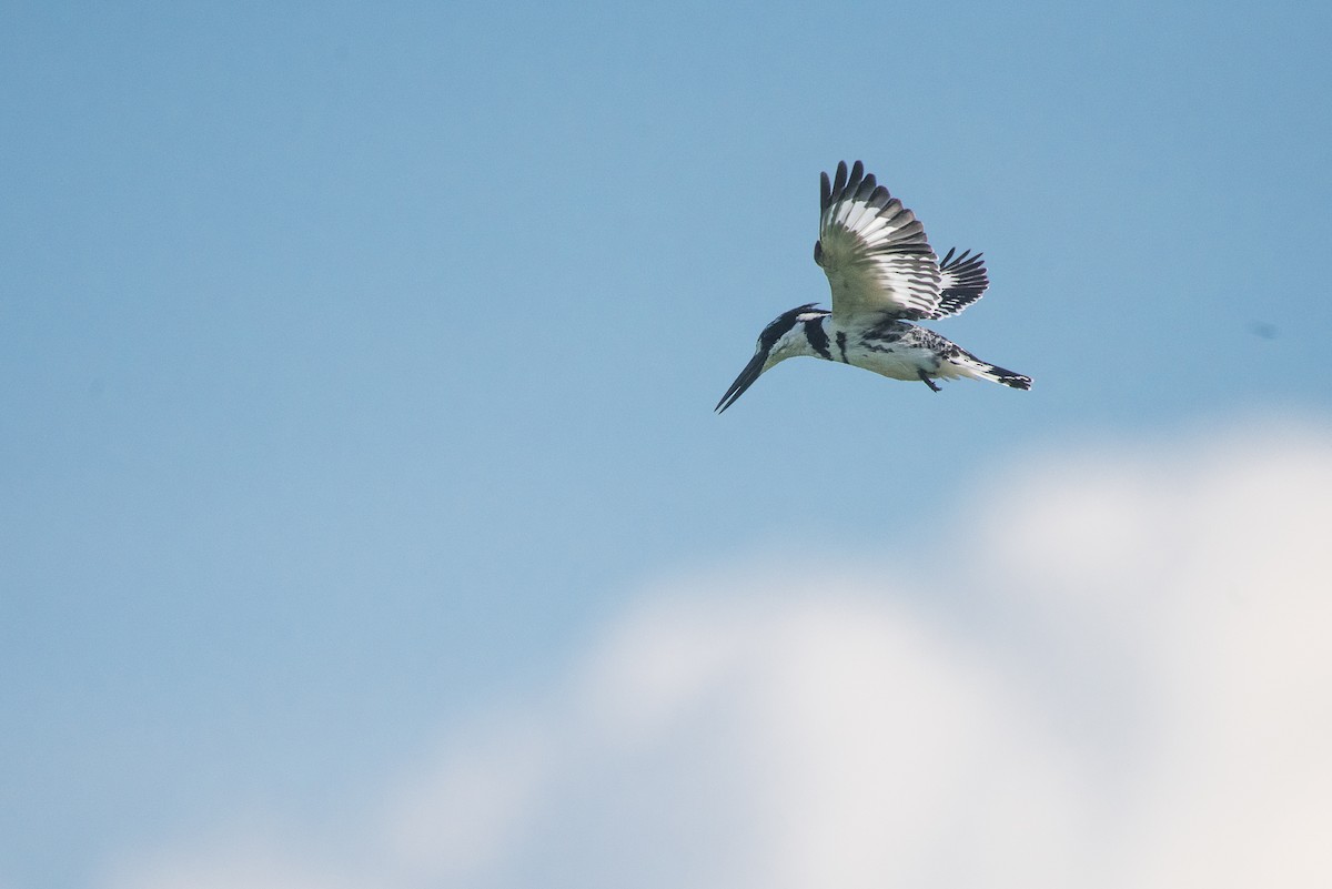 Pied Kingfisher - ML69476361