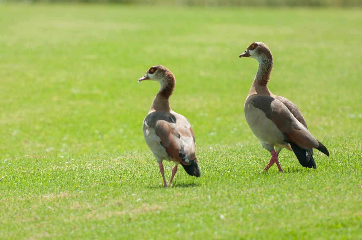 Egyptian Goose - ML69477271