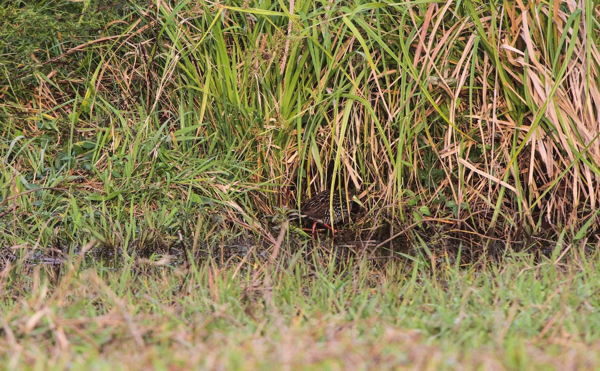 Spotted Rail - Pam Rasmussen