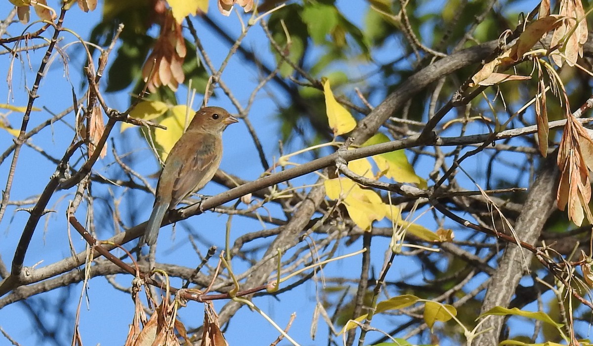 Indigo Bunting - ML69478091