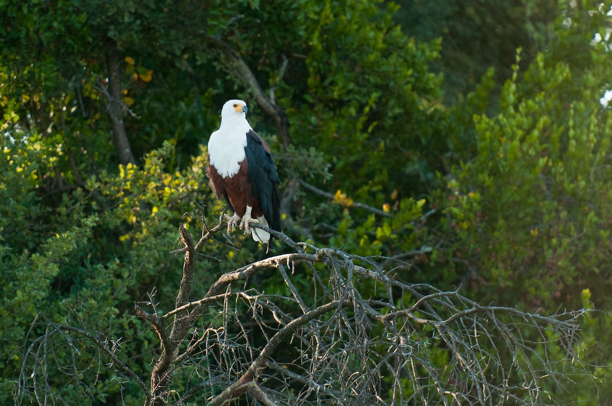 African Fish-Eagle - ML69478981