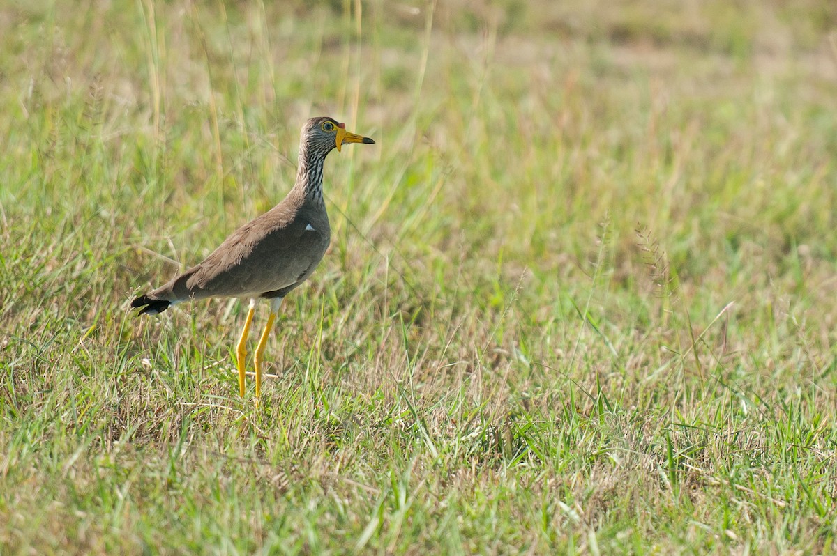 Wattled Lapwing - ML69479091