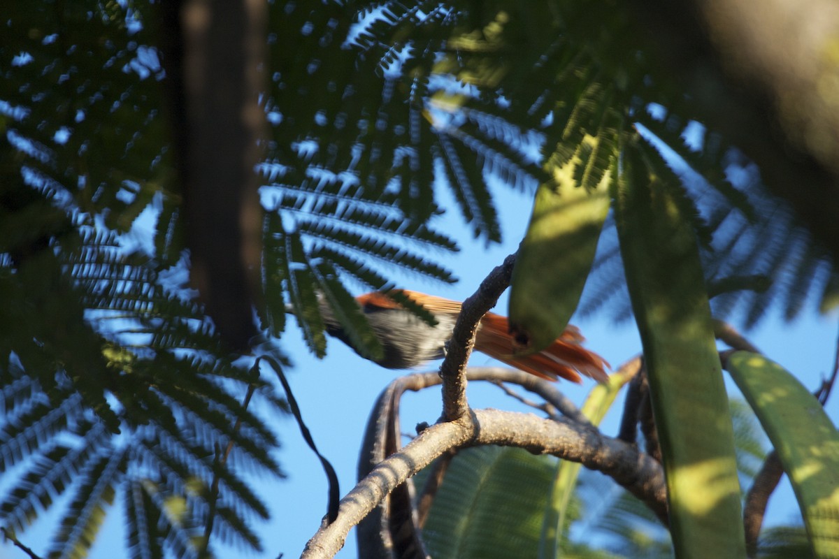 African Paradise-Flycatcher - ML69479121