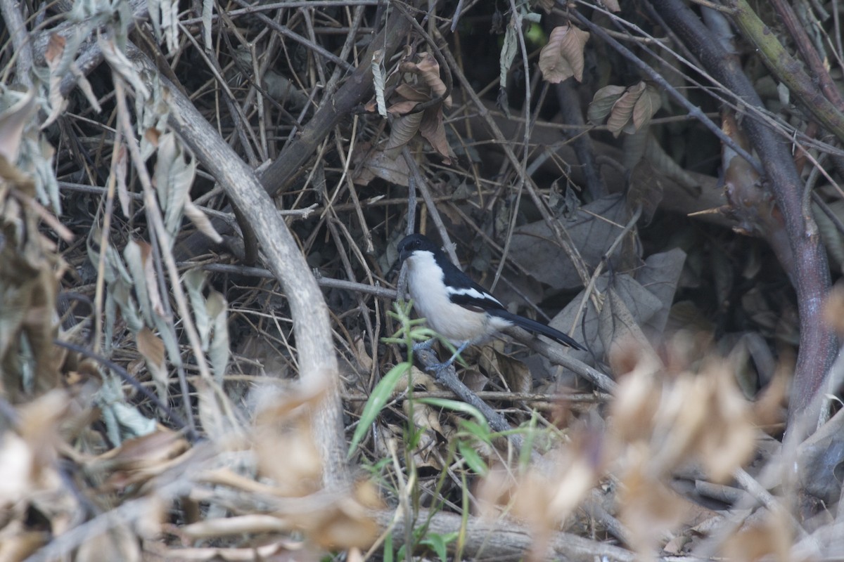 Tropical Boubou - ML69479311