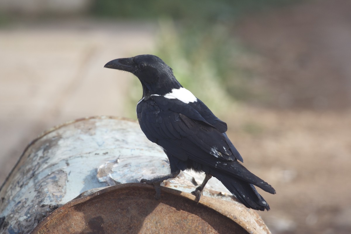 Pied Crow - Tanner Martin