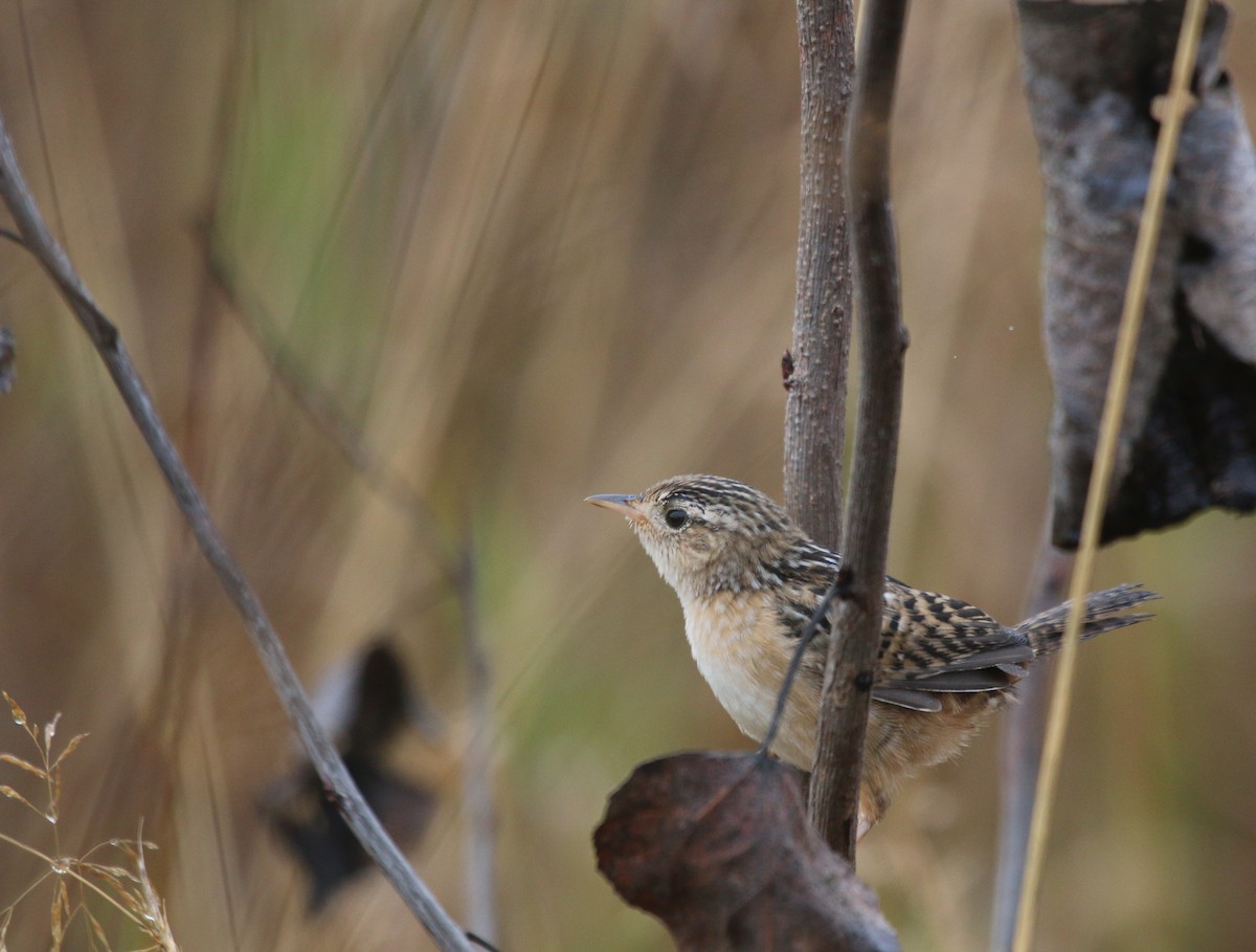 Sedge Wren - ML69479691