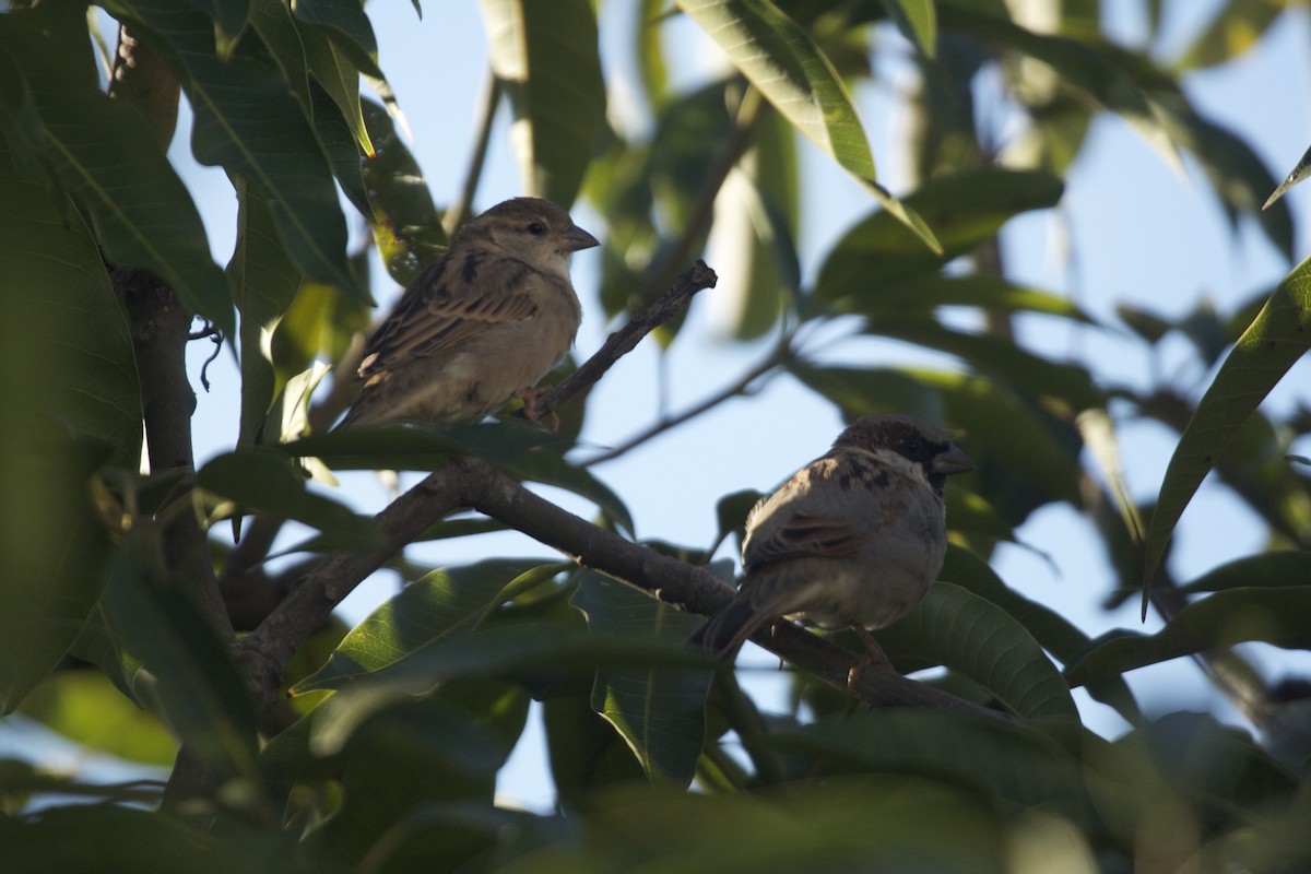 House Sparrow - ML69479831