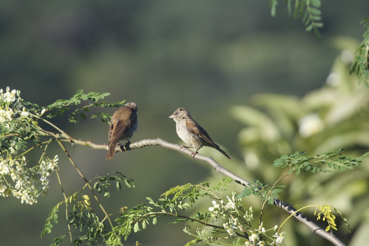 Southern Gray-headed Sparrow - Tanner Martin