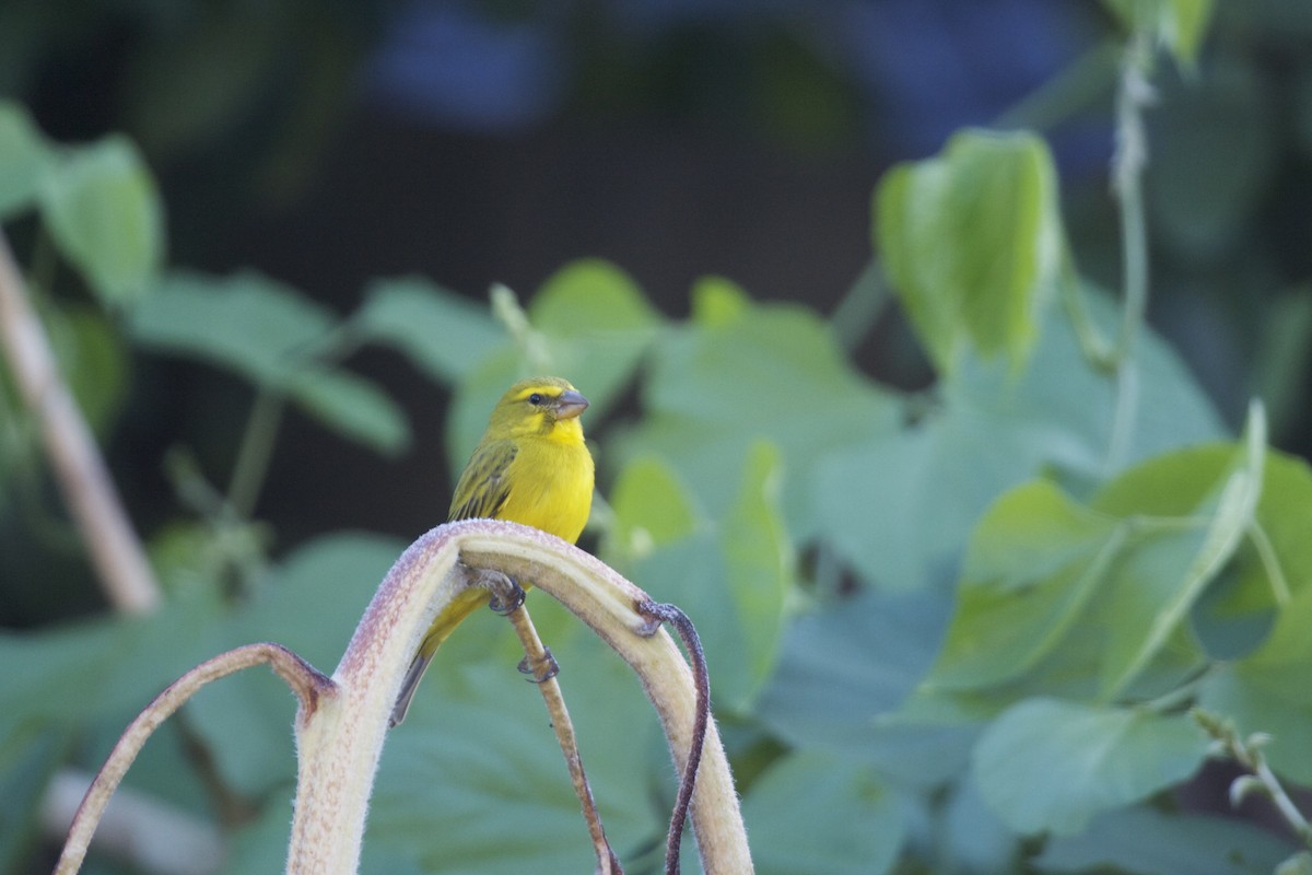 Brimstone Canary - Tanner Martin