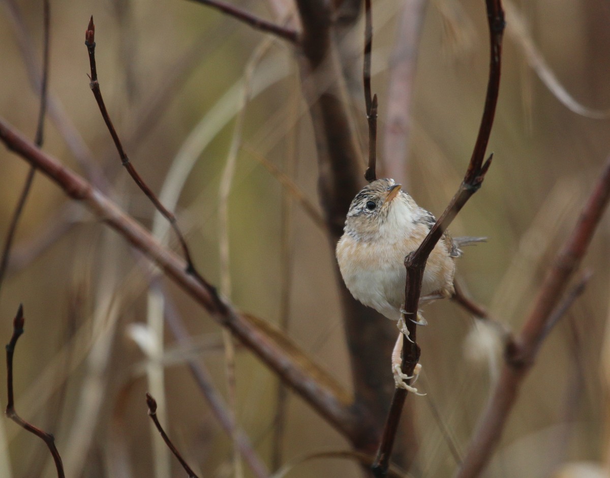 Sedge Wren - ML69480191