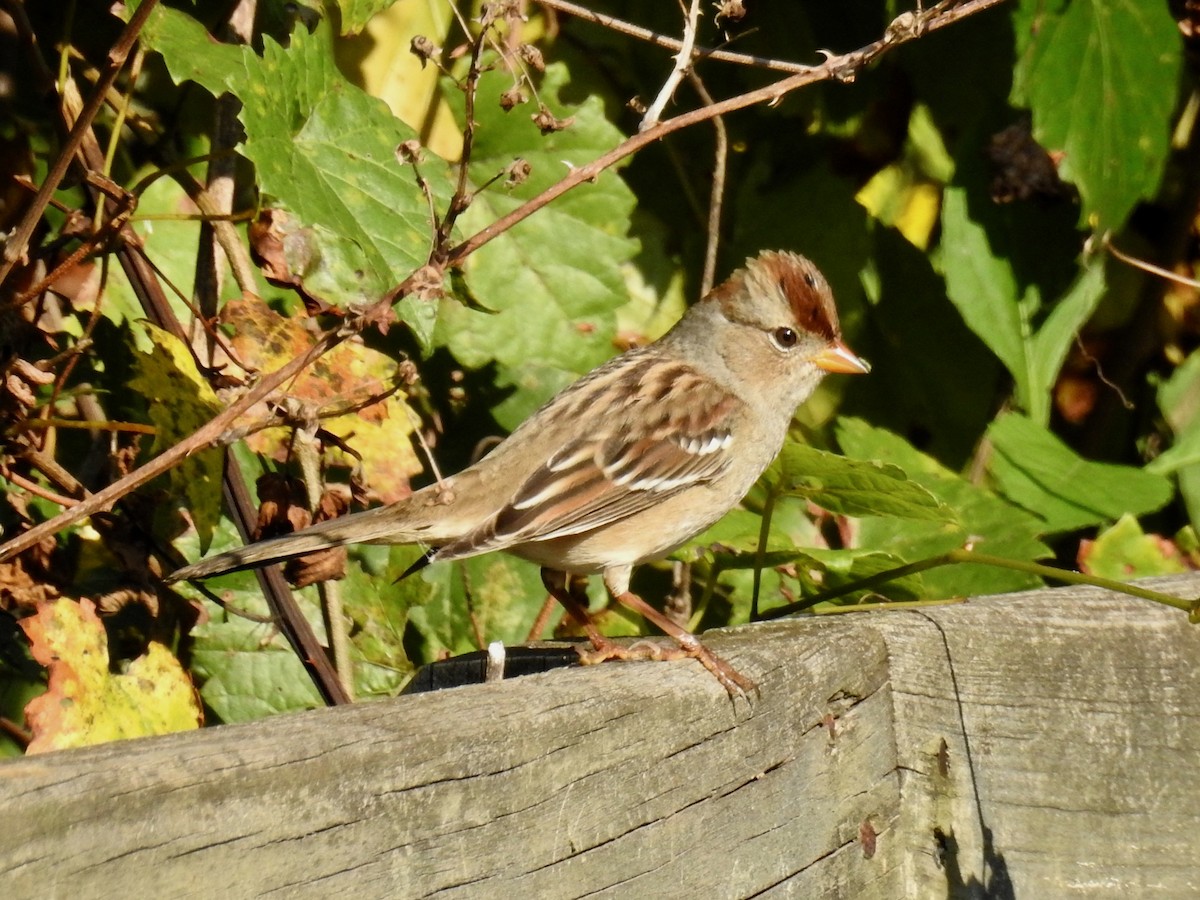 White-crowned Sparrow - ML69480261