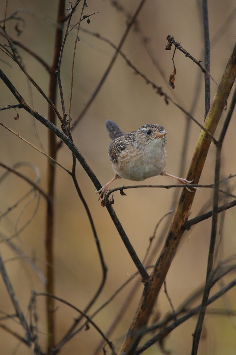 Sedge Wren - ML69480881