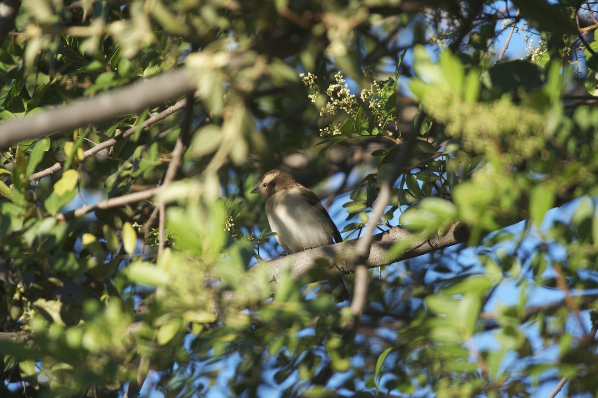 Yellow-throated Bush Sparrow - Tanner Martin