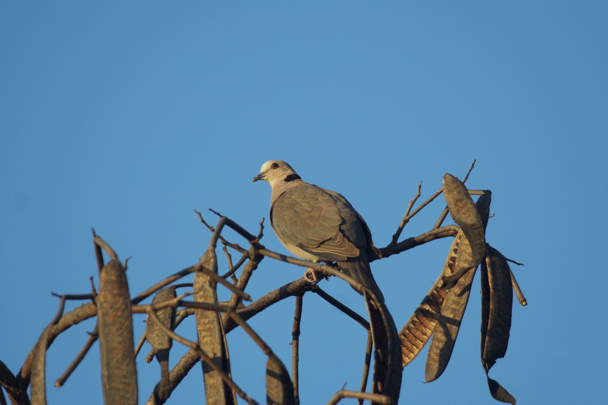 Red-eyed Dove - Tanner Martin