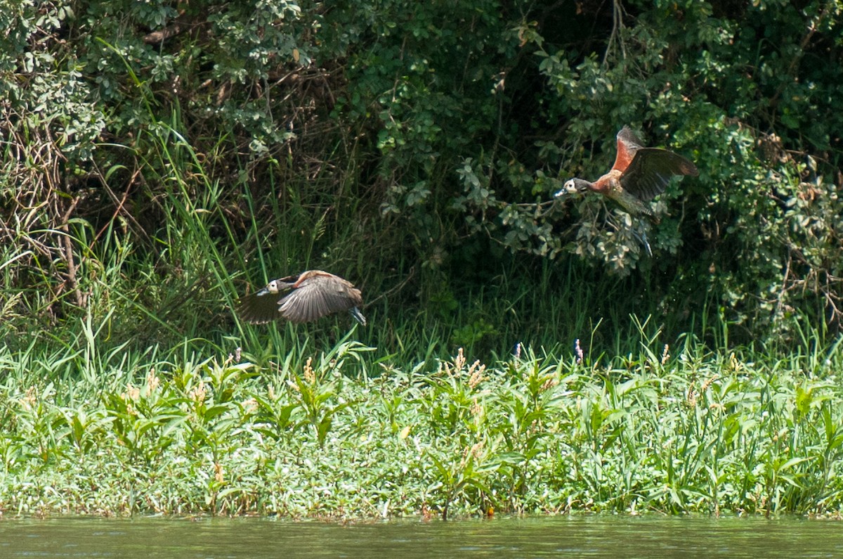 White-faced Whistling-Duck - ML69481191