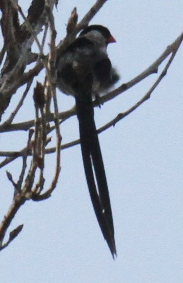 Pin-tailed Whydah - ML69481331