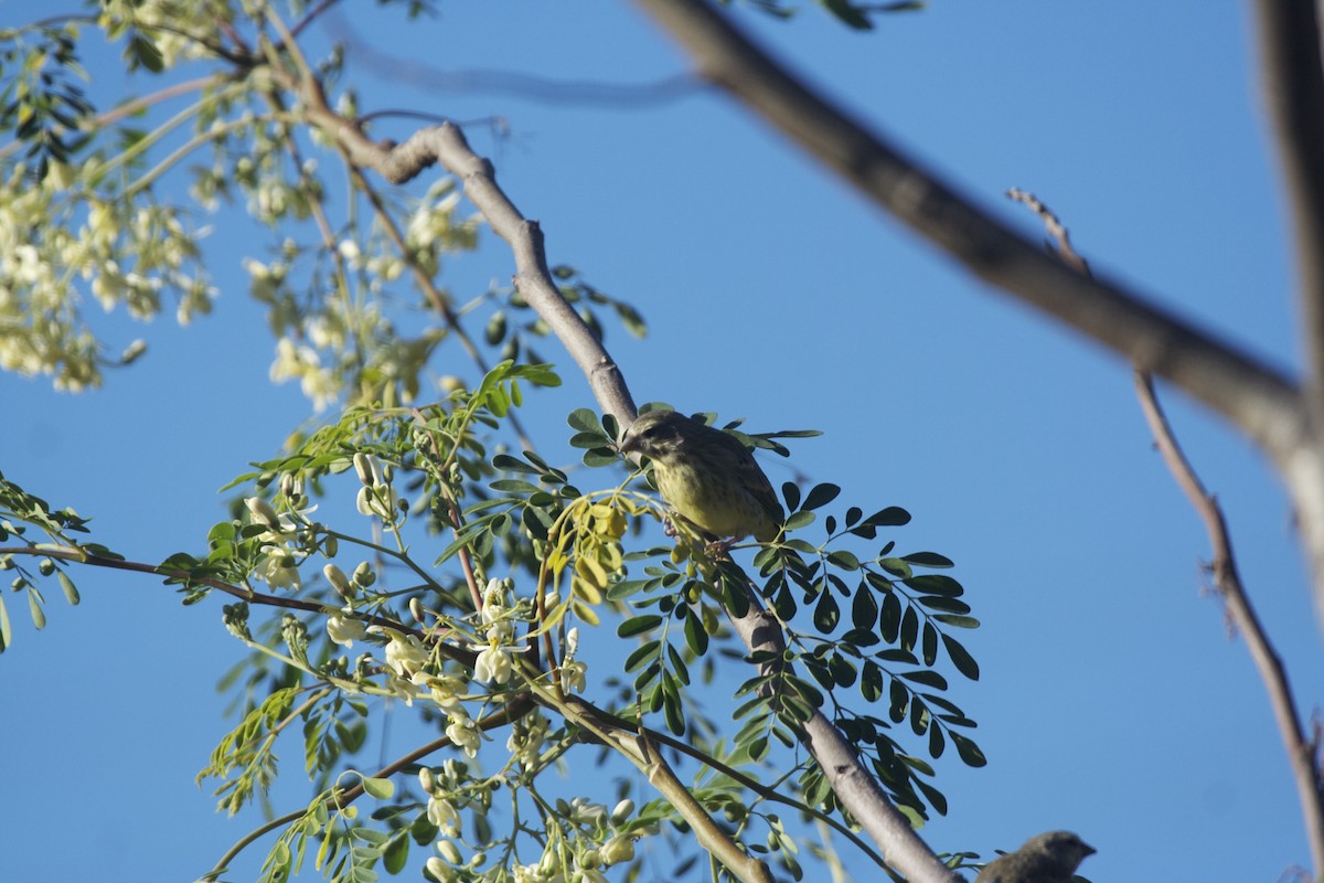 Yellow-fronted Canary - ML69481601